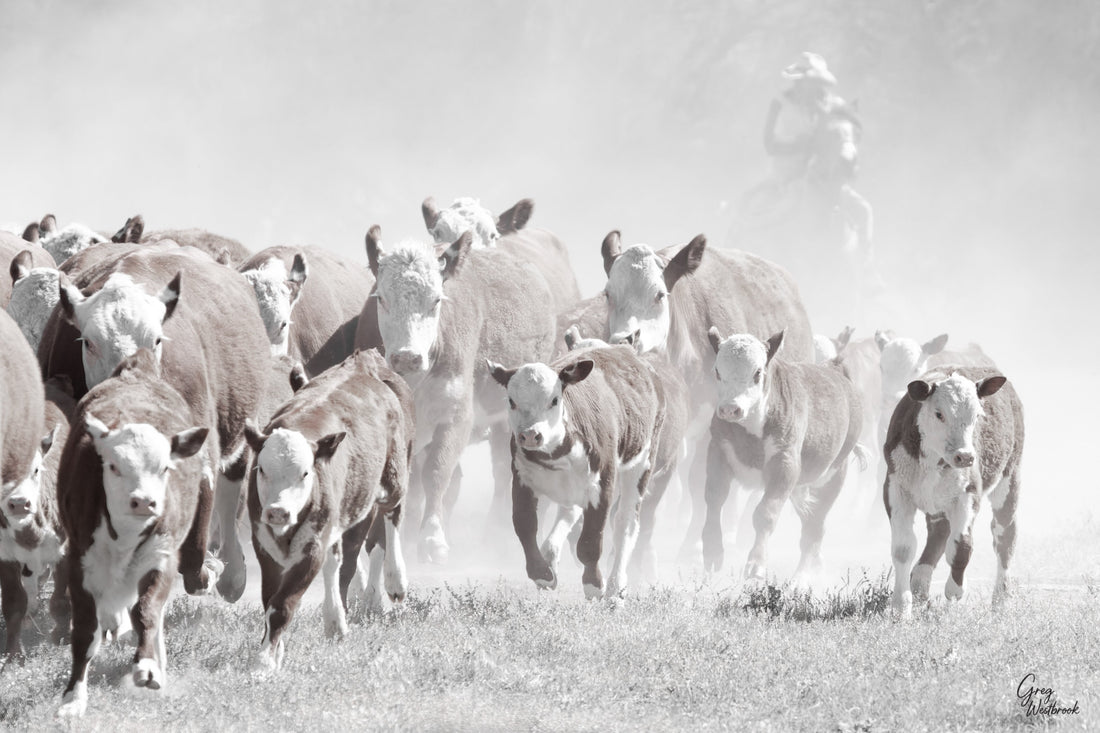 Cattle herd moving through dust at sunrise with a lone rider guiding from behind photography by Greg Westbrook