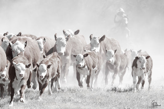 Cattle herd moving through dust at sunrise with a lone rider guiding from behind photography by Greg Westbrook