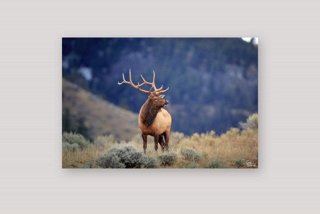 Prince of Mammoth metal fine art print hung on a wall photography by Greg Westbrook