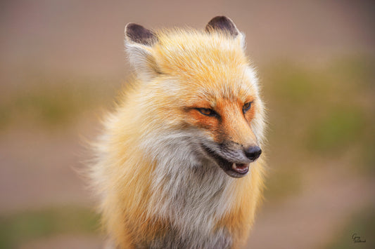 Whisper of the Wild, red fox hunting in soft morning light against frost-white meadow, Yellowstone National Park photography by Greg Westbrook