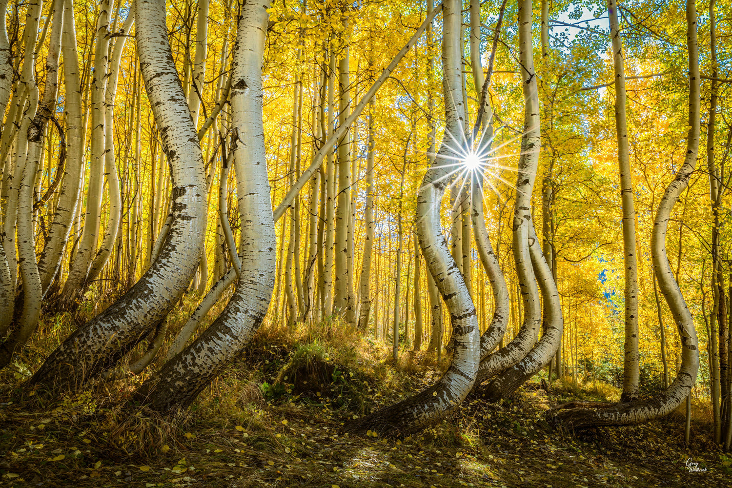 Sunburst shining through twisting aspen trunks glowing in golden autumn light fine art photography collection