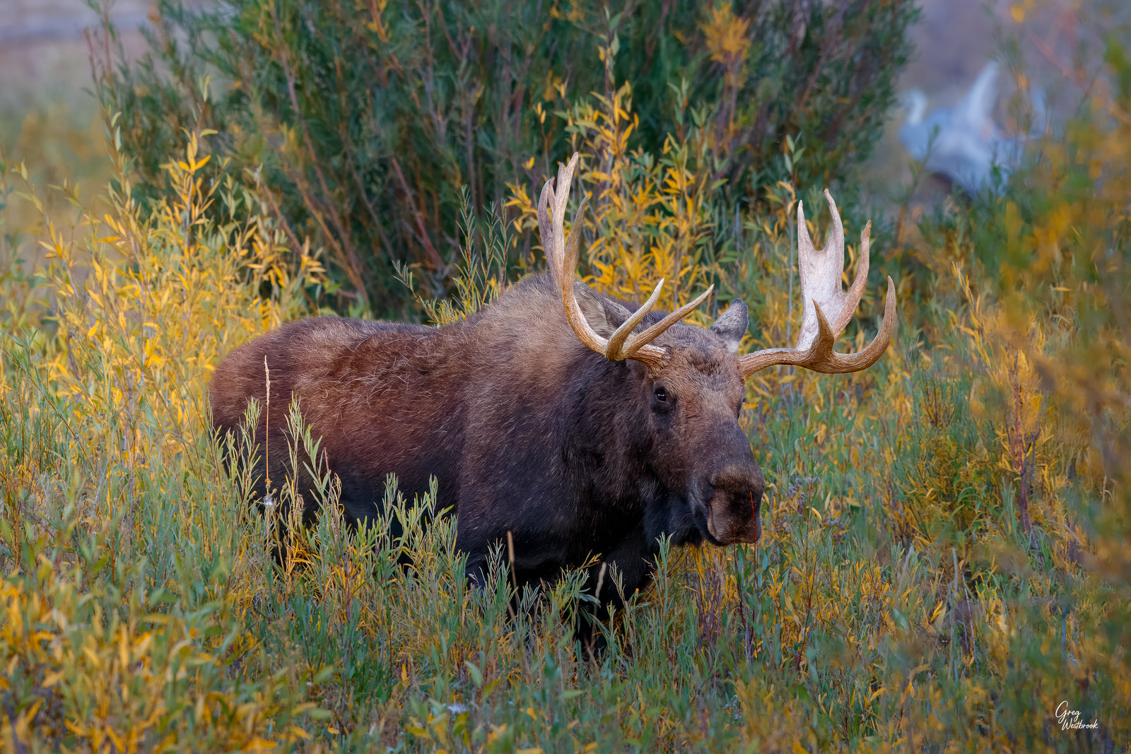 Moose with large antlers standing in a grassy field with bushes in the background