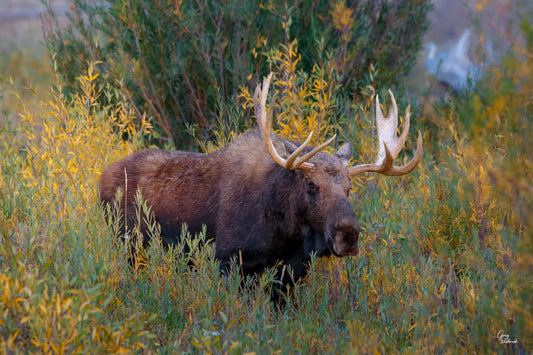 Moose with large antlers standing in a grassy field with bushes in the background fine art photography print by Greg Westbrook