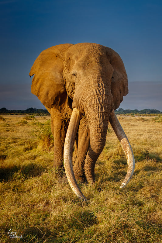 Craig the super-tusker elephant standing in Amboseli National Park with massive ivory tusks fine art photography print by Greg Westbrook