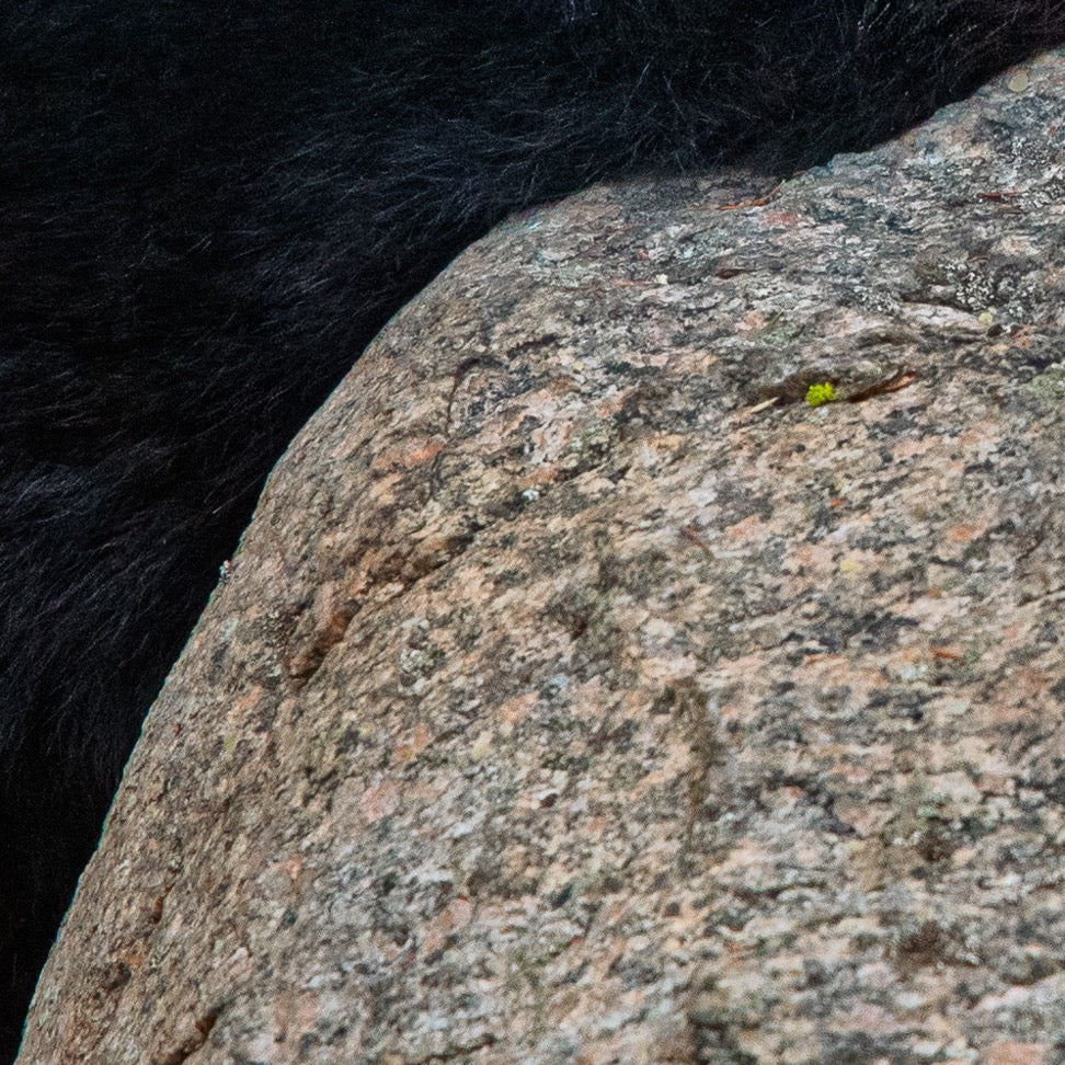 A Gentle Pause — Foreground Detail