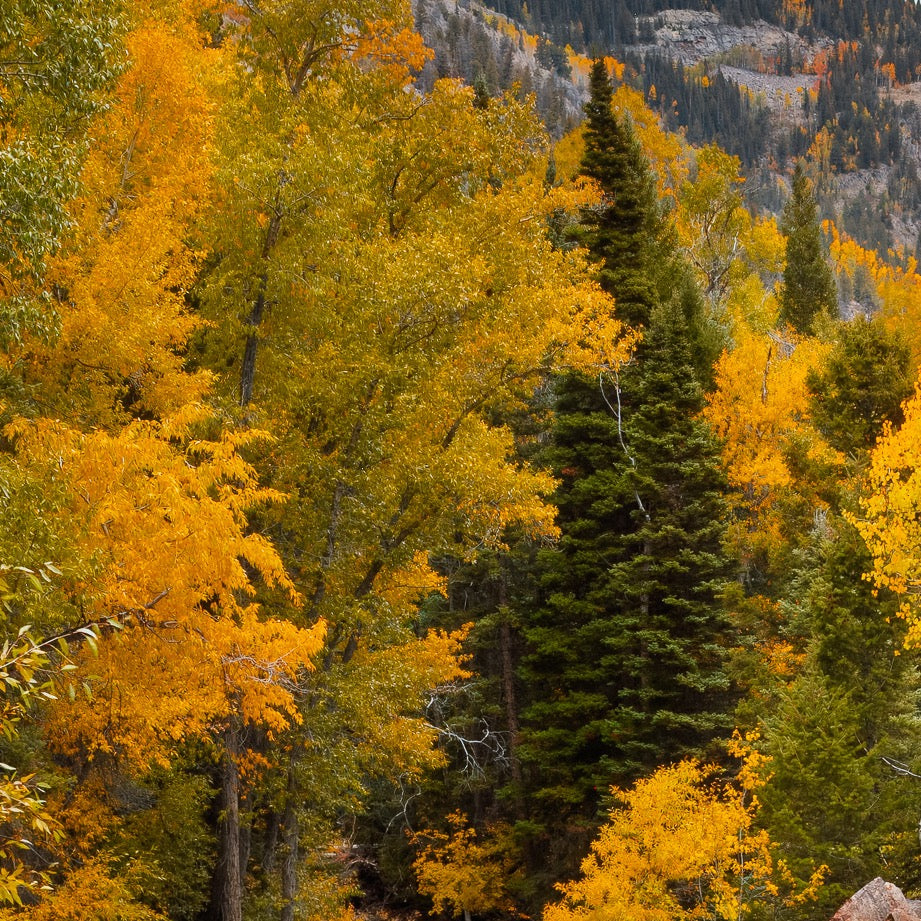 Autumn at Crystal Mill — Central Subject