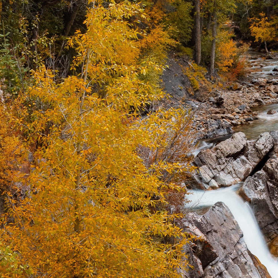 Autumn at Crystal Mill — Foreground Detail