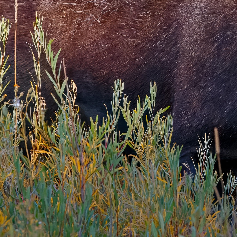 Autumn Monarch — Foreground Detail