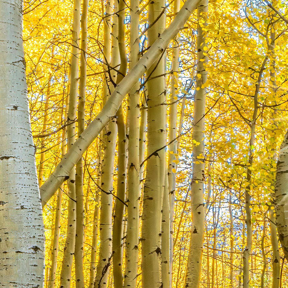 Dancing Aspens — Central Subject