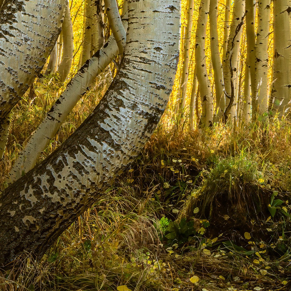 Dancing Aspens — Foreground Detail