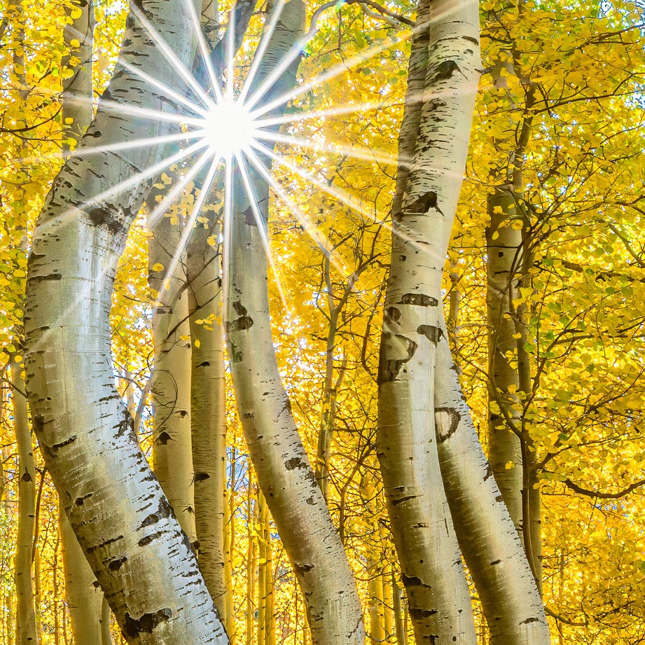 Dancing Aspens — Texture Study