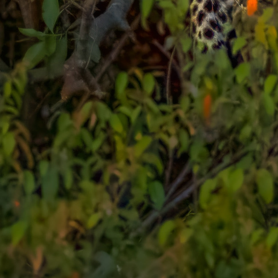Golden Gaze — Foreground Detail