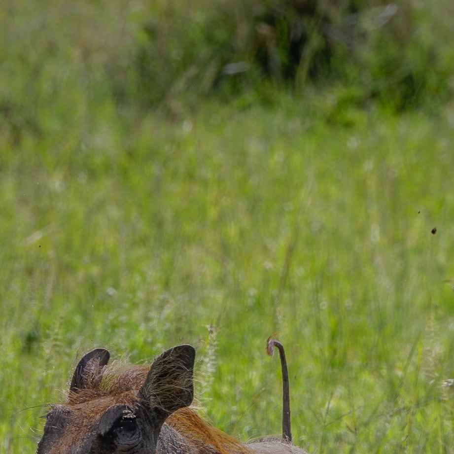 Hakuna Ma-Pumbaa — Central Subject