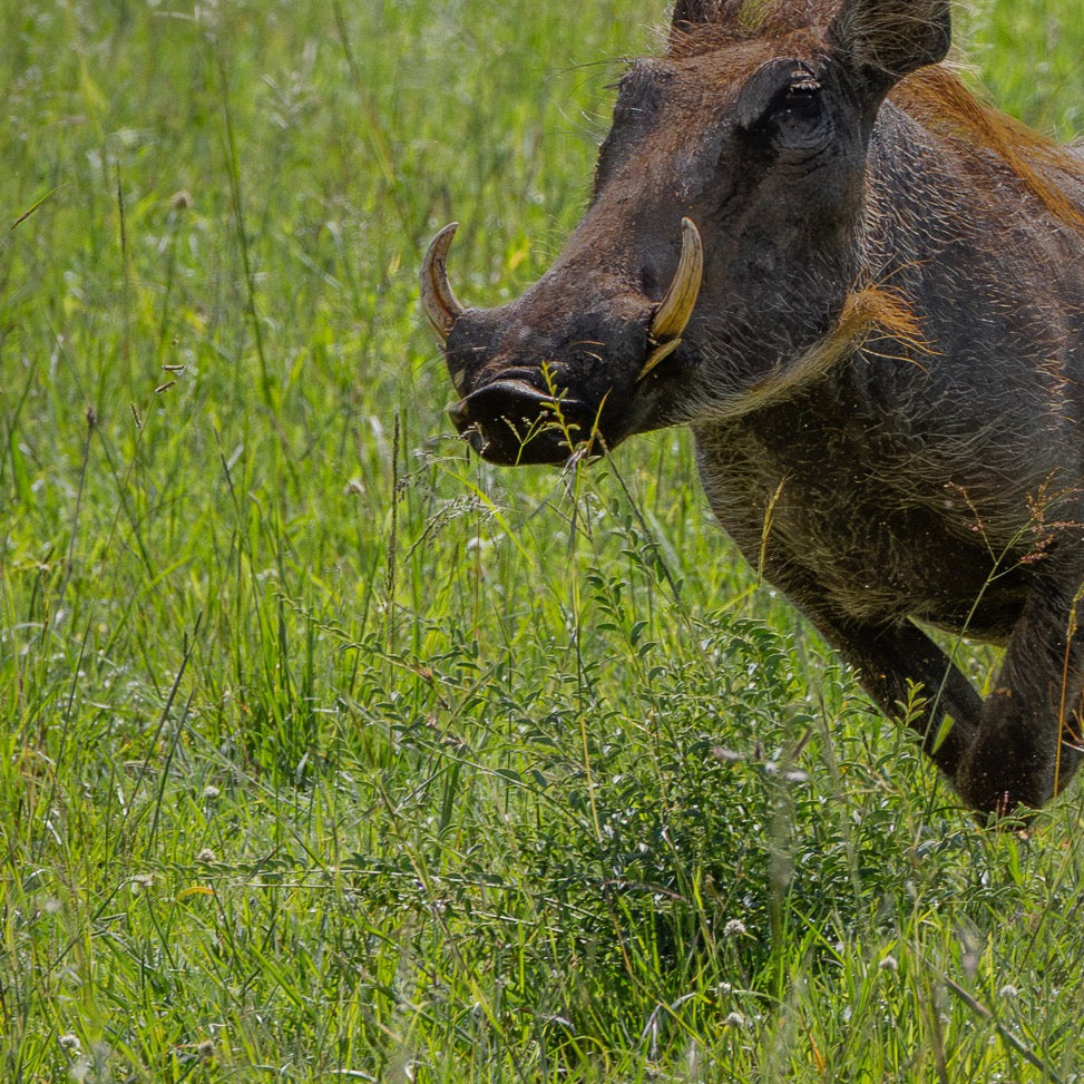 Hakuna Ma-Pumbaa — Foreground Detail