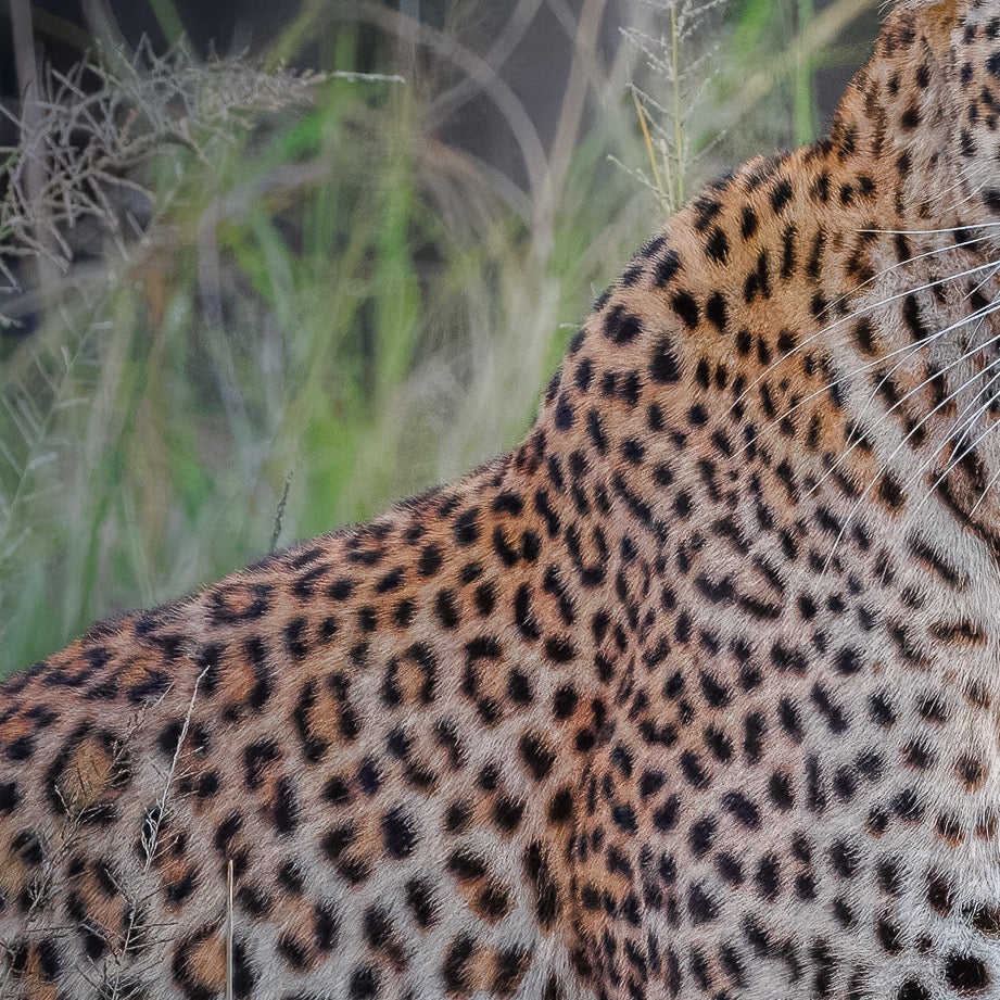 Hidden Beauty — Central Subject