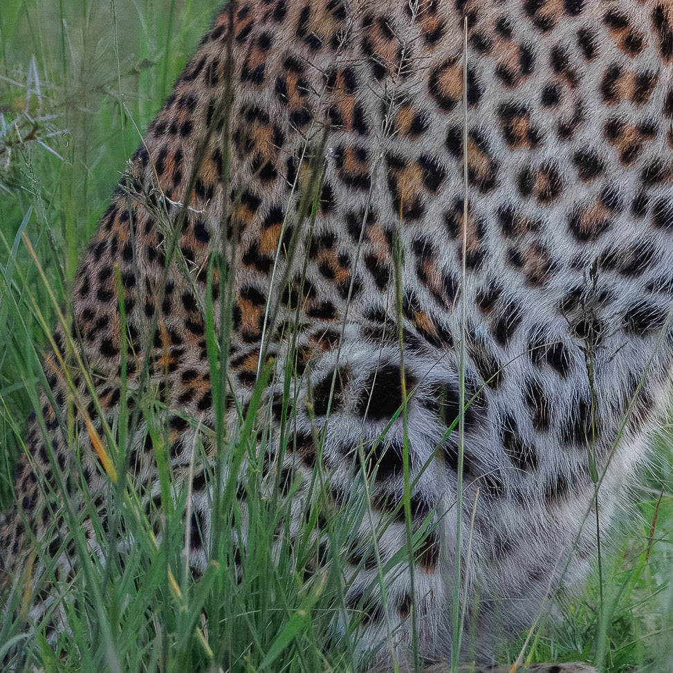 Hidden Beauty — Foreground Detail