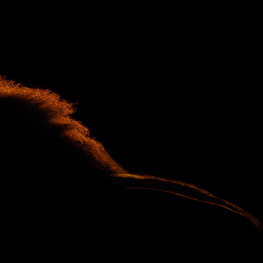 Kings Nocturne — Texture Study