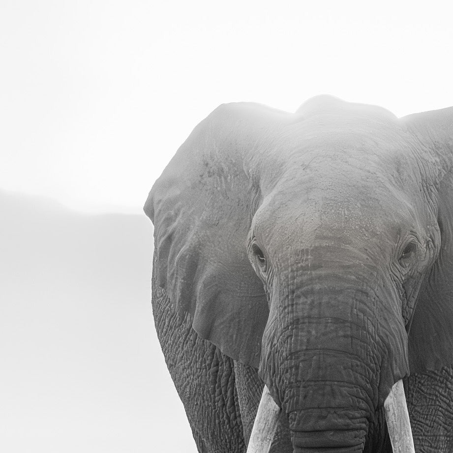 Majesty in Monochrome — Central Subject
