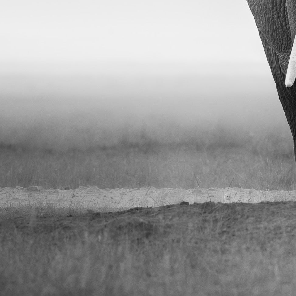 Majesty in Monochrome — Foreground Detail