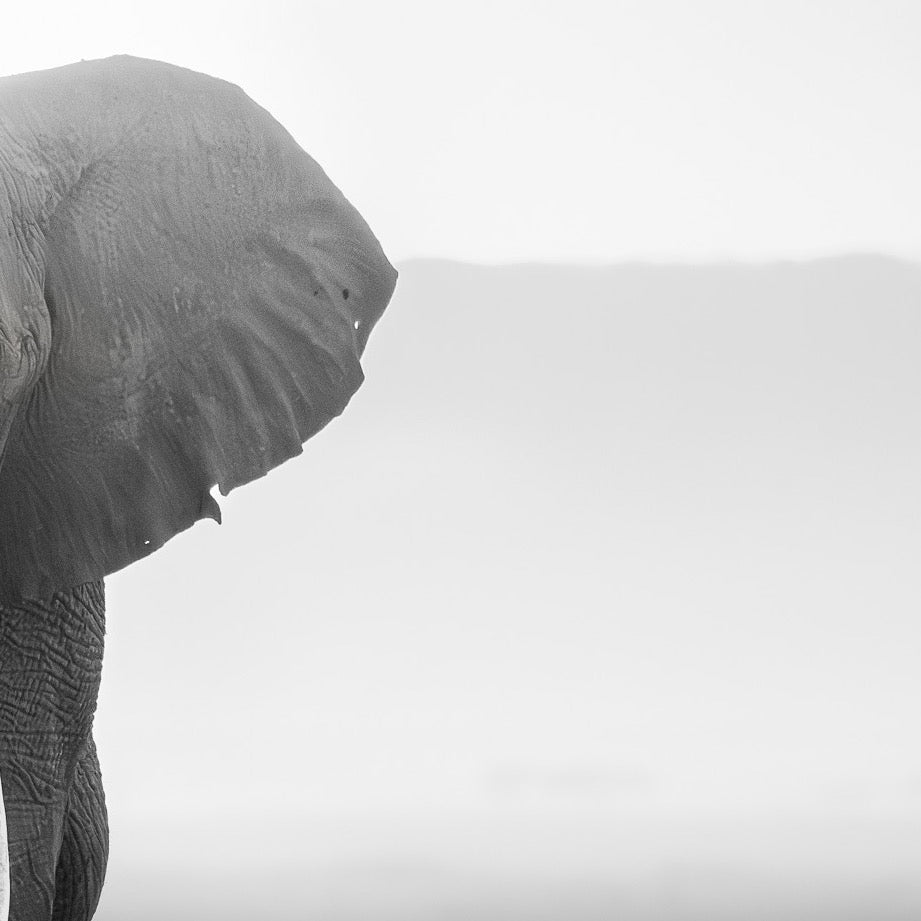 Majesty in Monochrome — Texture Study