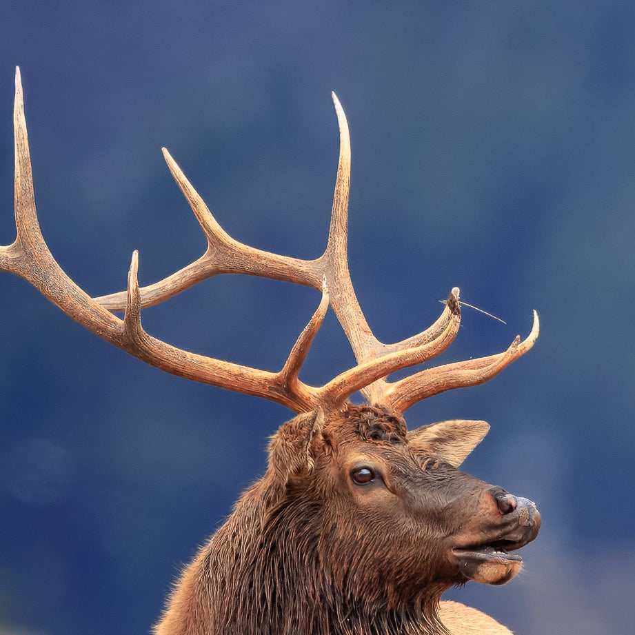 Prince of Mammoth — Central Subject