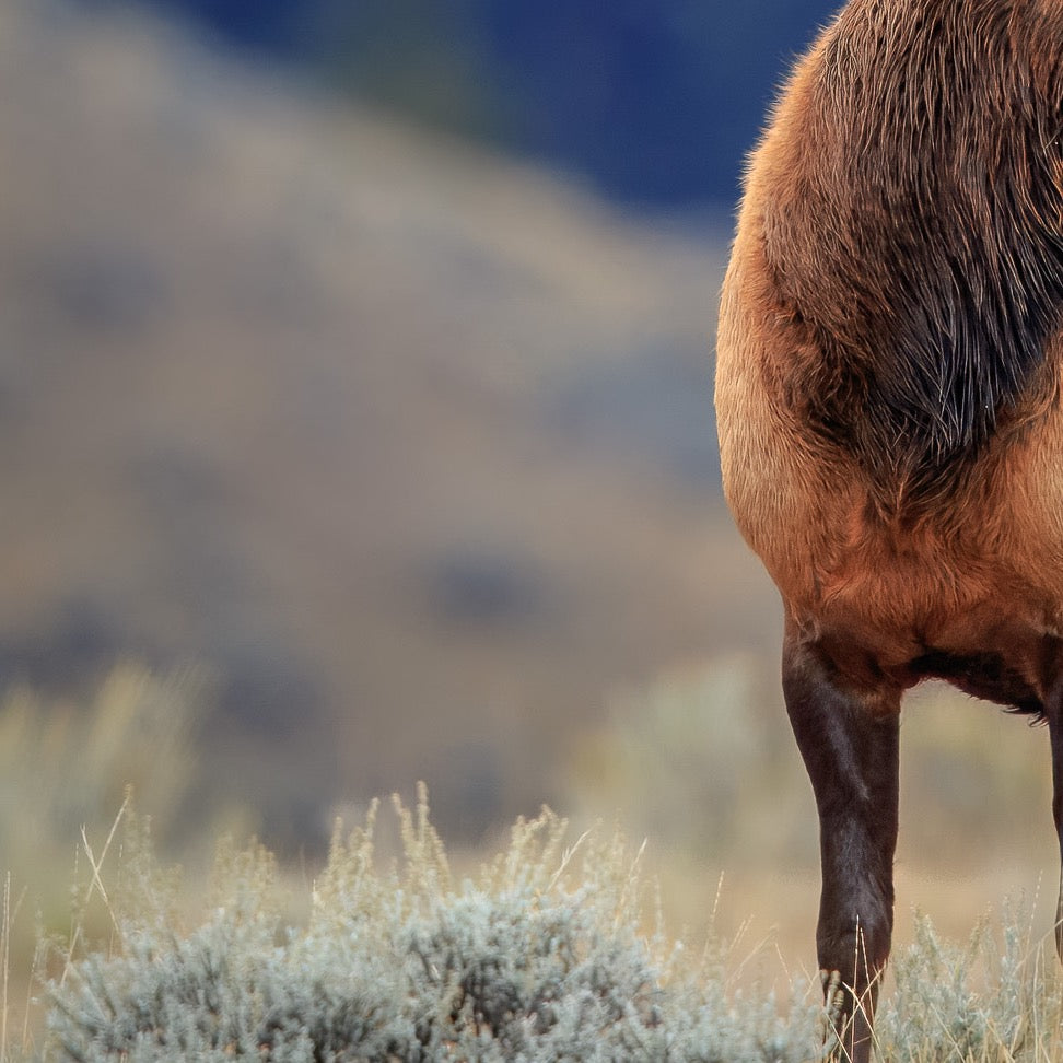 Prince of Mammoth — Foreground Detail