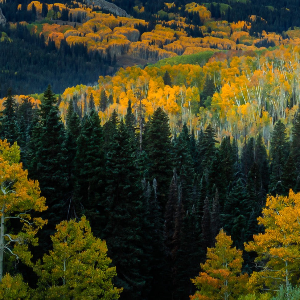Ruby Autumn Sunrise — Foreground Detail
