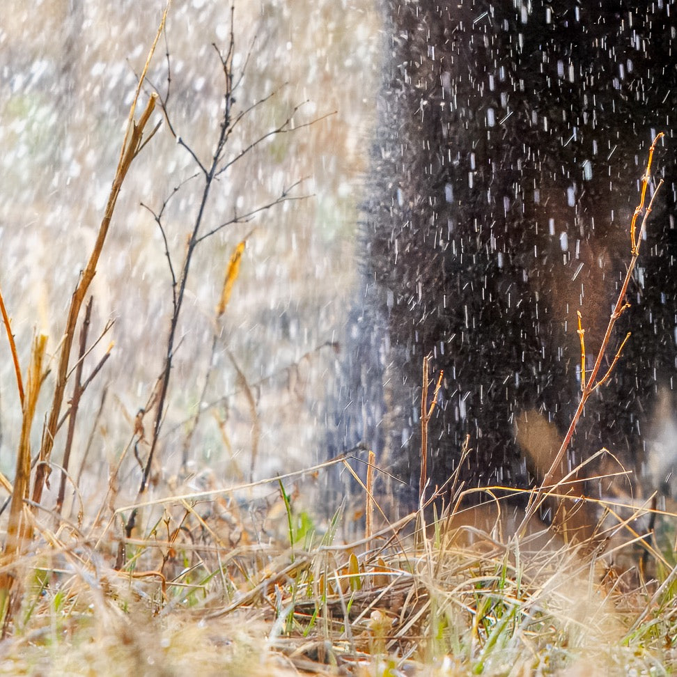 Shake it Off — Foreground Detail