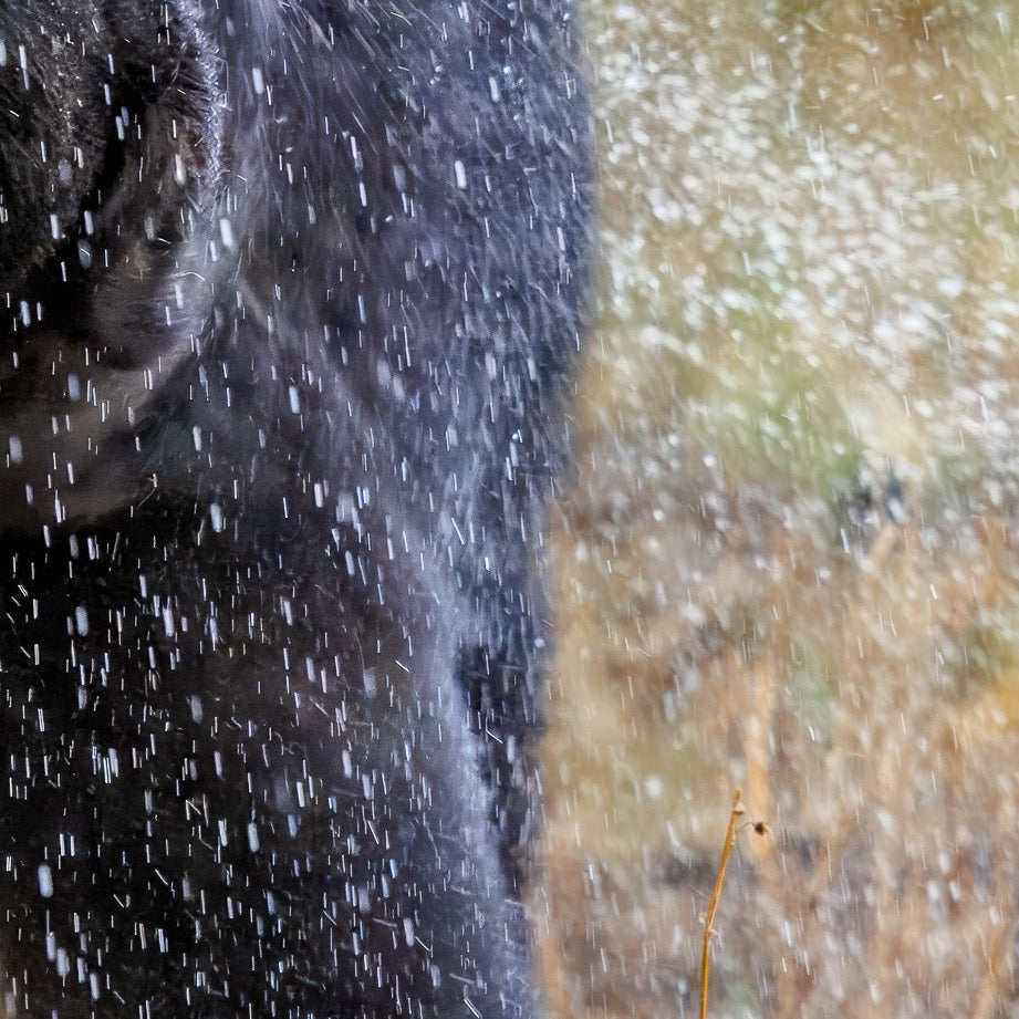 Shake it Off — Texture Study