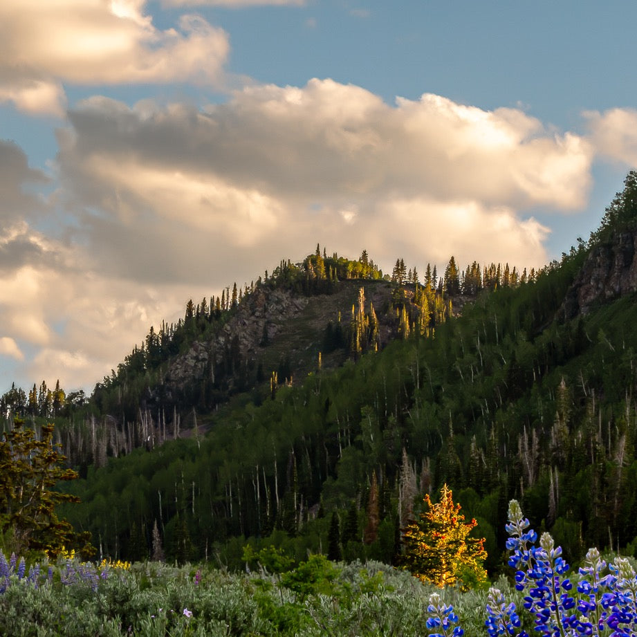 Summer's Benediction — Central Subject