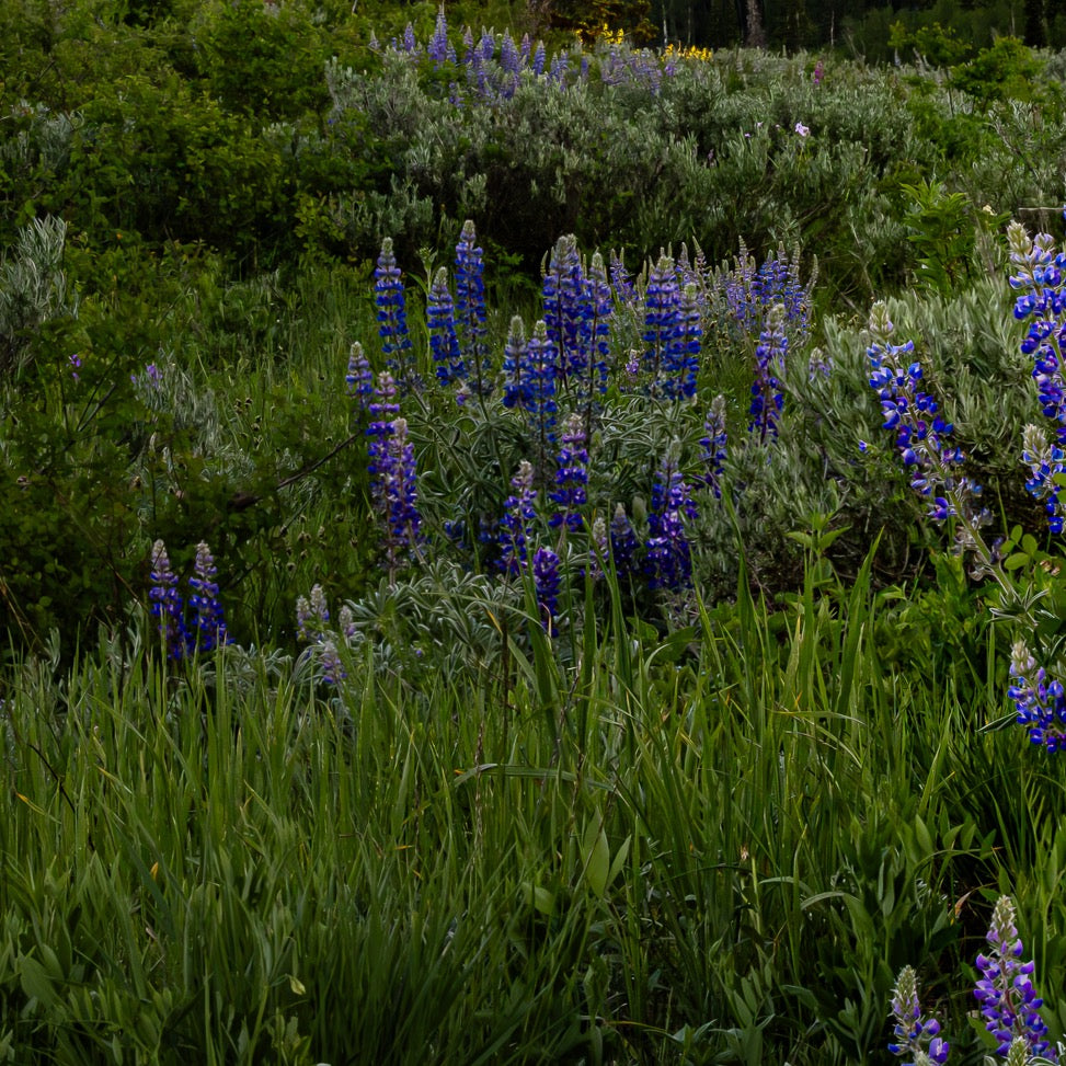 Summer's Benediction — Foreground Detail