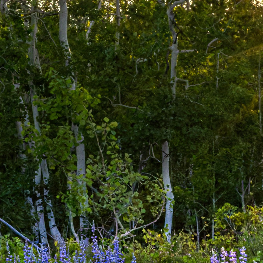 Sunset through the Aspens — Central Subject