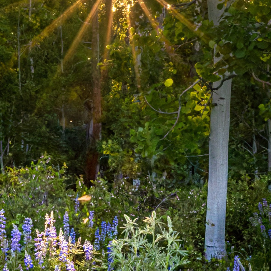 Sunset through the Aspens — Texture Study