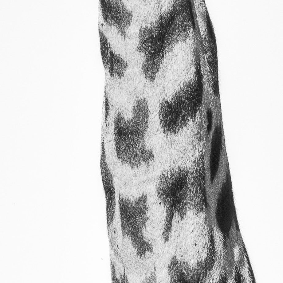Tall and Timeless — Texture Study