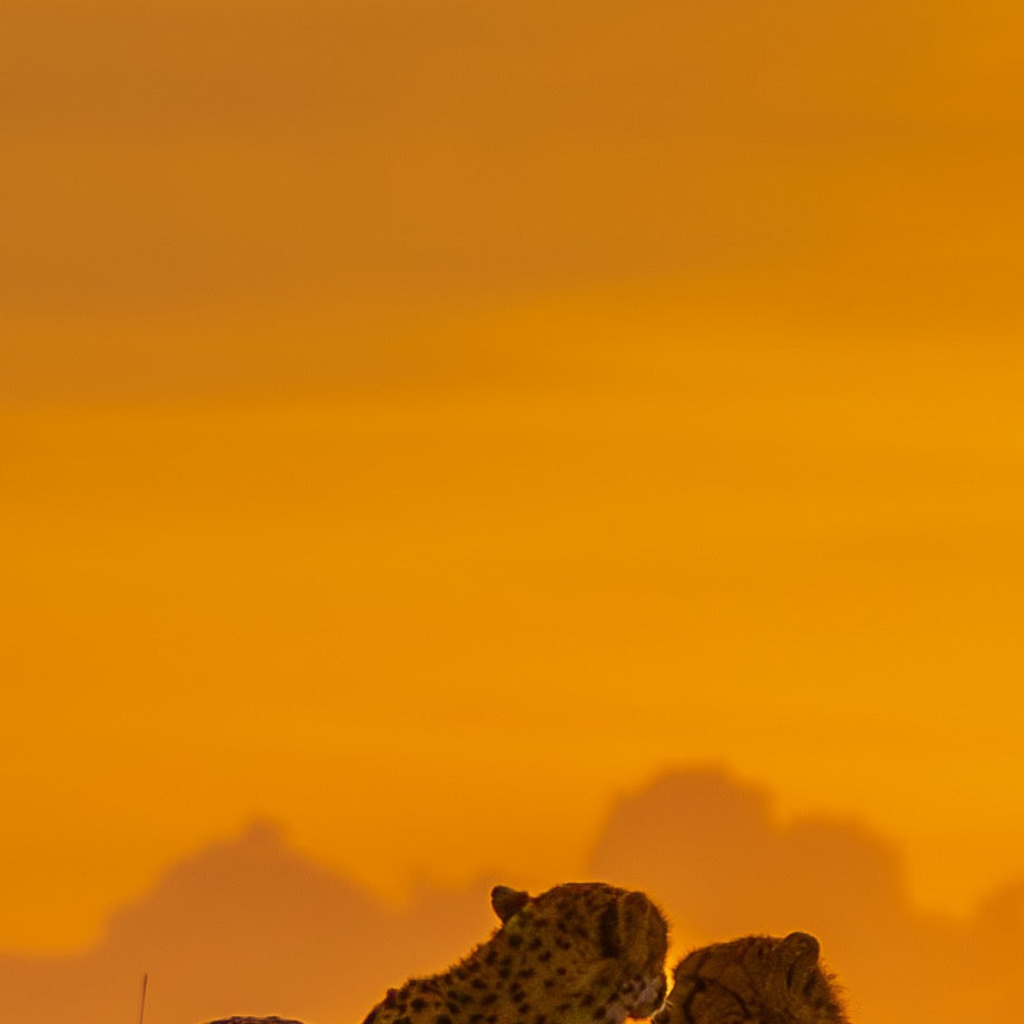 Tender Moment, Golden Light — Central Subject