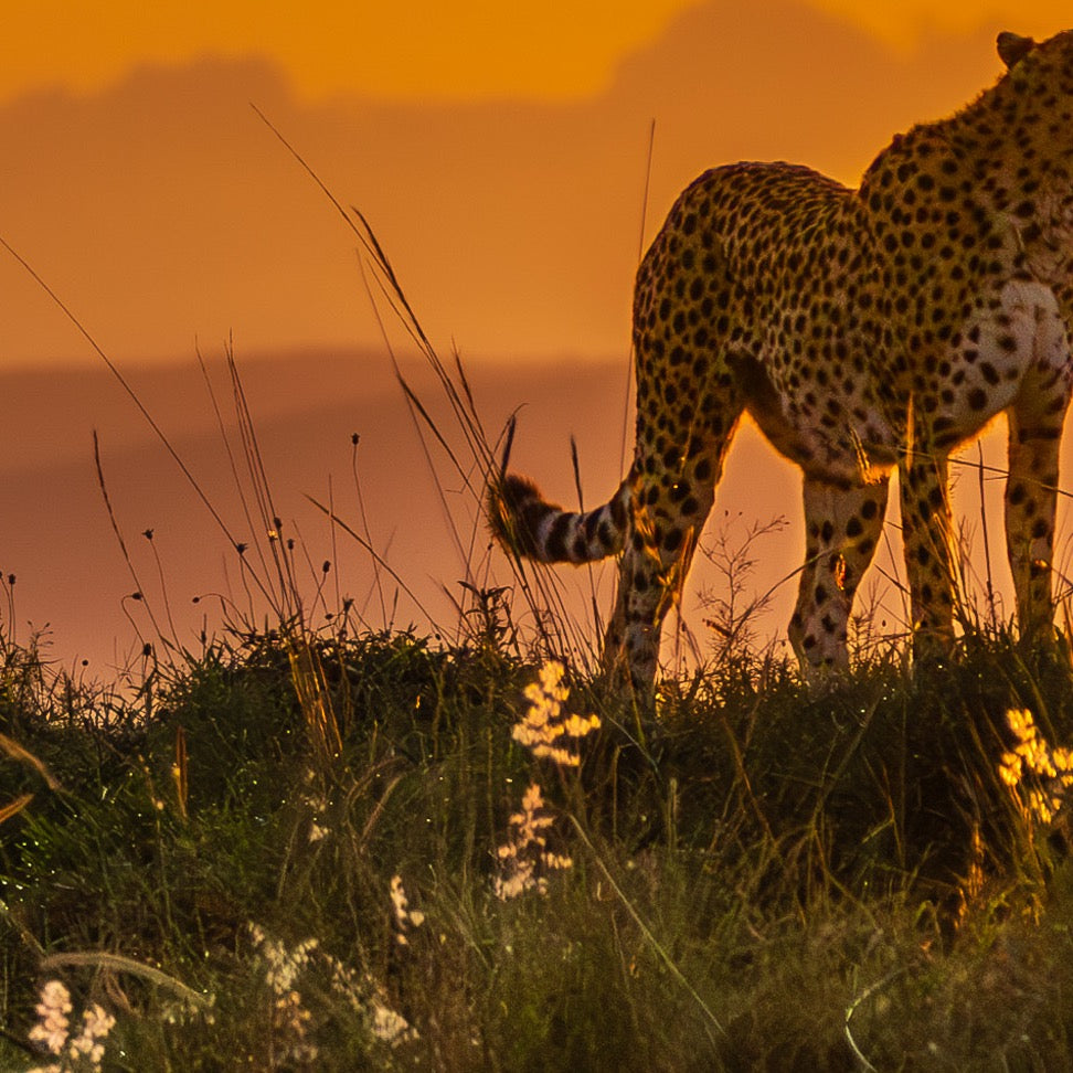 Tender Moment, Golden Light — Foreground Detail