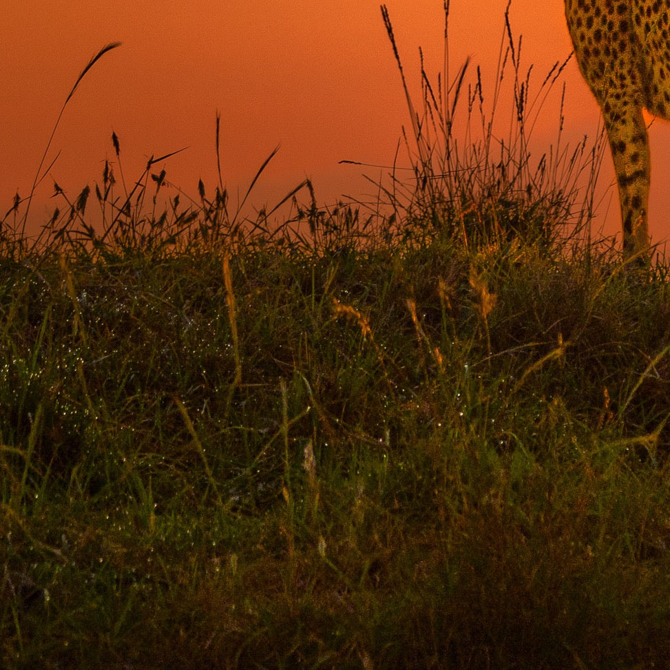 The Hunters Gaze — Foreground Detail
