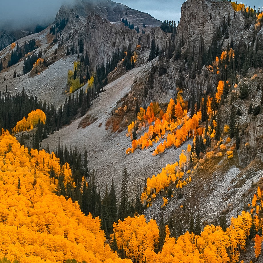 Sanctuary in Gold — Central Subject