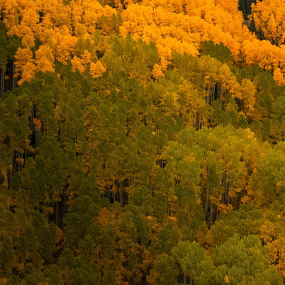 Sanctuary in Gold — Foreground Detail