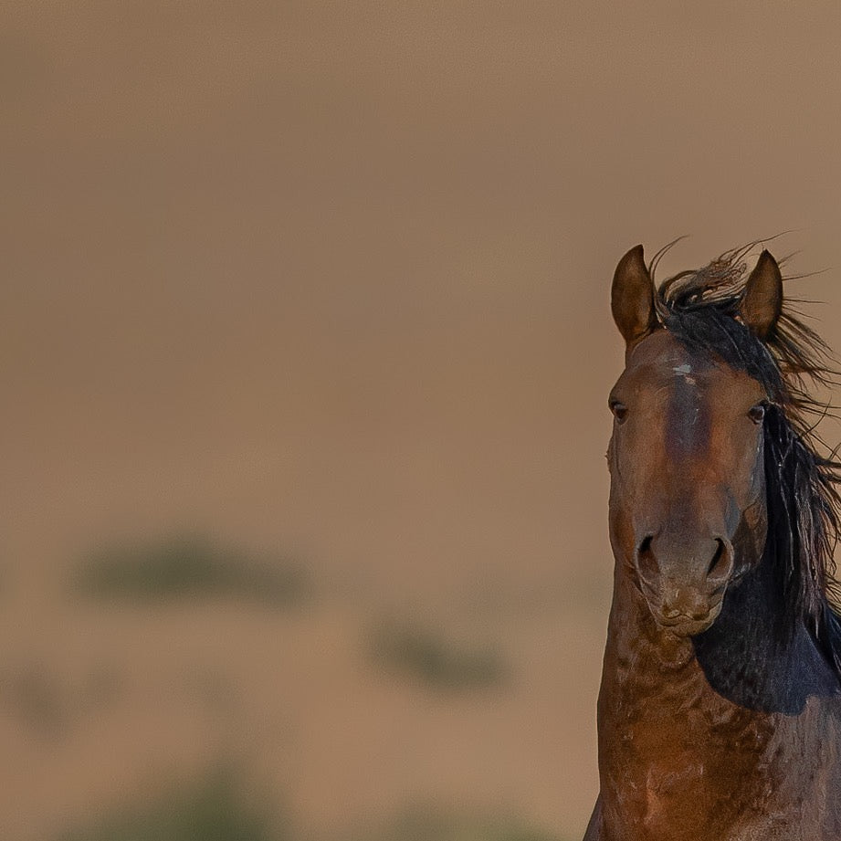 Untamed Beauty — Central Subject