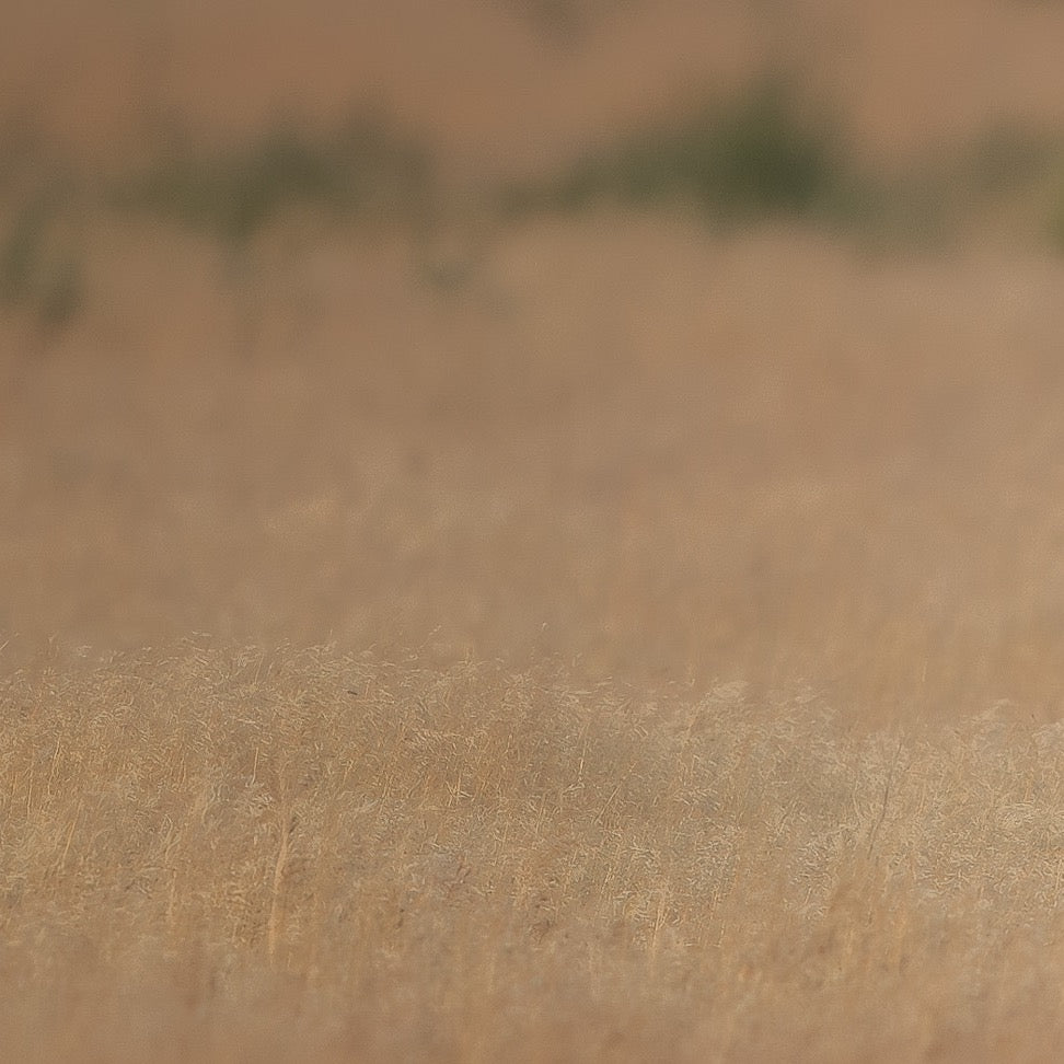 Untamed Beauty — Foreground Detail