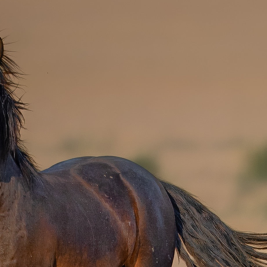 Untamed Beauty — Texture Study