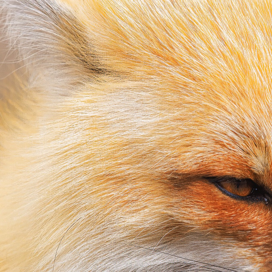 Whisper of the Wild — Central Subject
