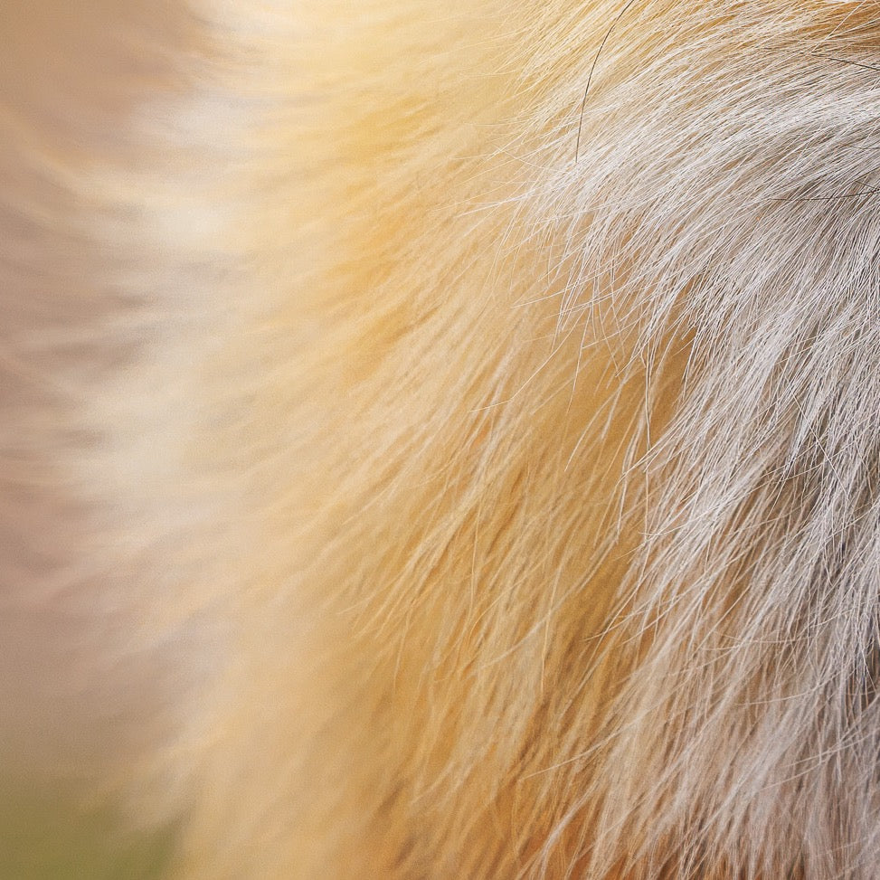 Whisper of the Wild — Foreground Detail