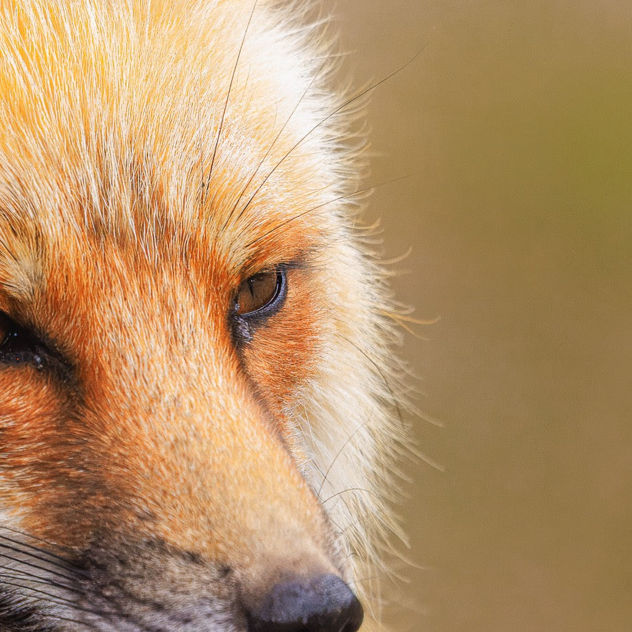 Whisper of the Wild — Texture Study