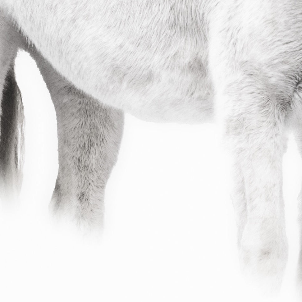 White Whisper — Foreground Detail
