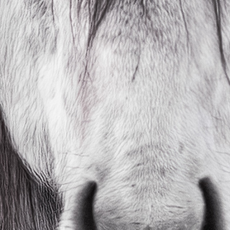 Wild and Free - Portrait — Texture Study