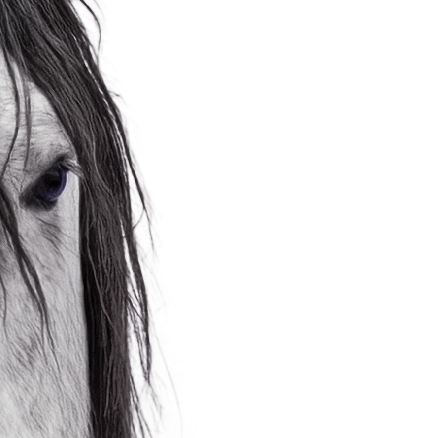 Wild and Free — Texture Study