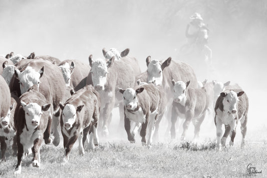Cattle herd moving through dust at sunrise with a lone rider guiding from behind fine art photography print by Greg Westbrook