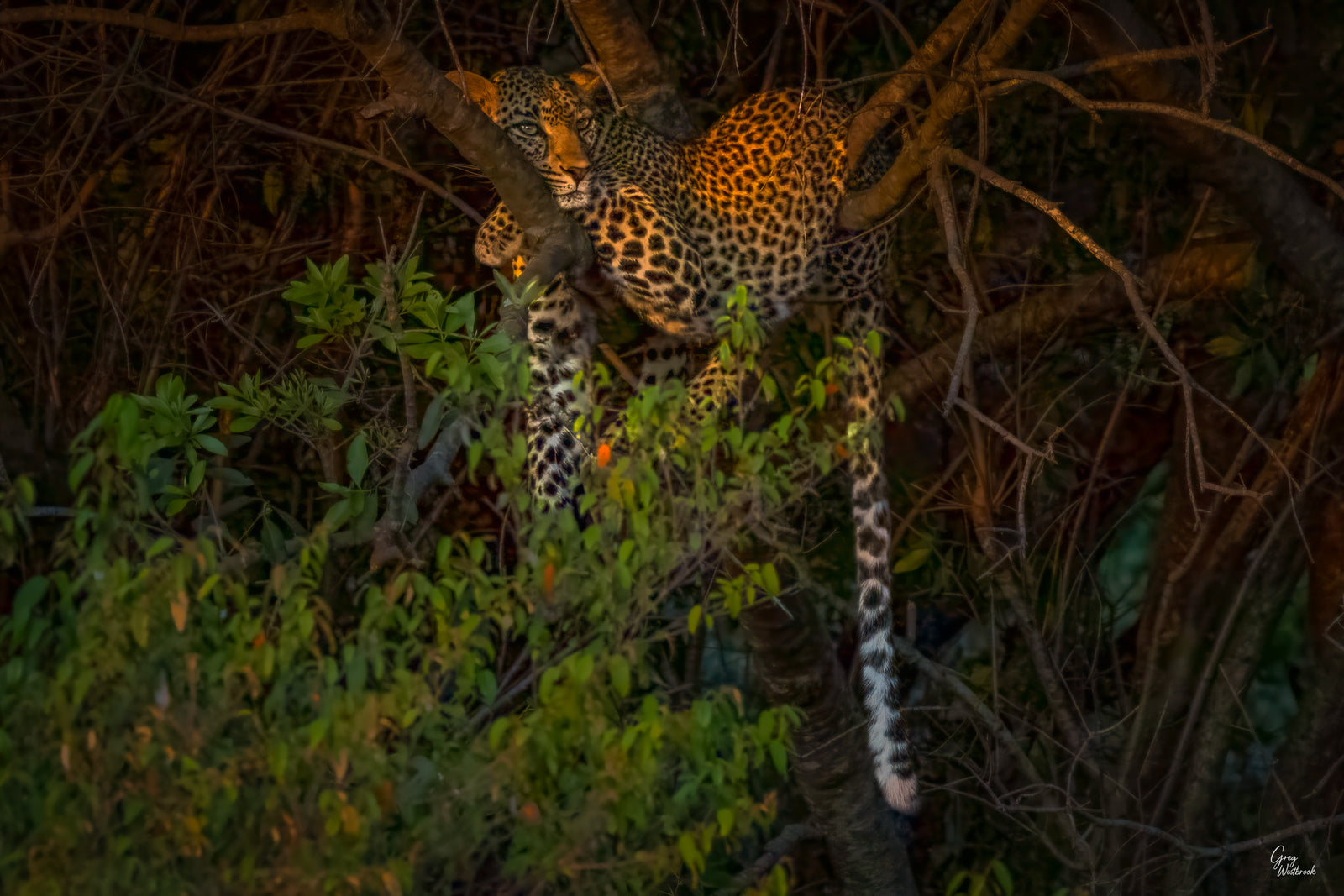 Leopard climbing a tree in a dark forest setting